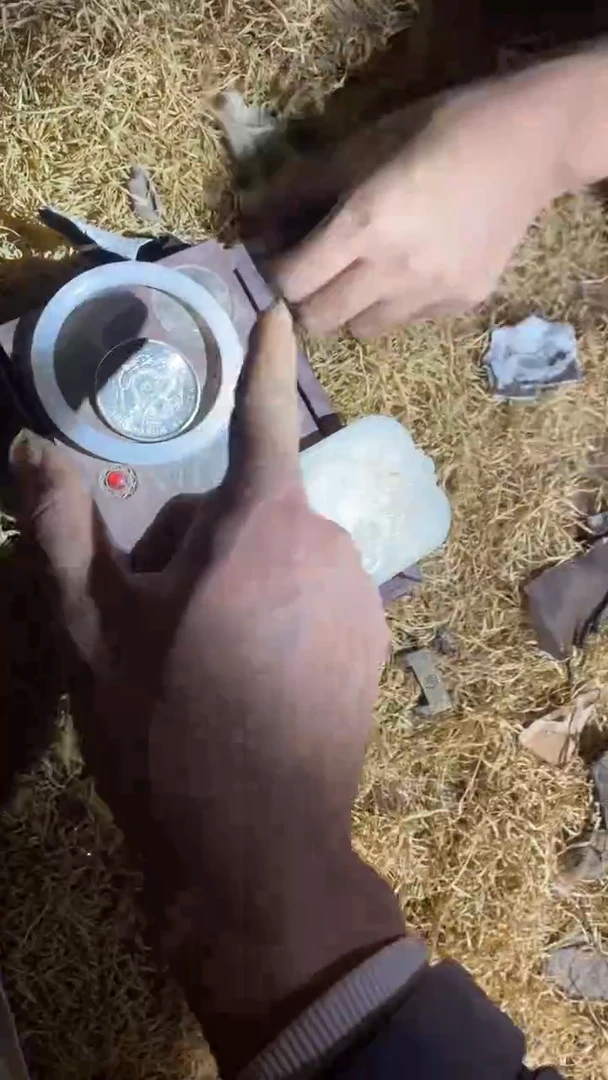 香榧木（1个小复利）