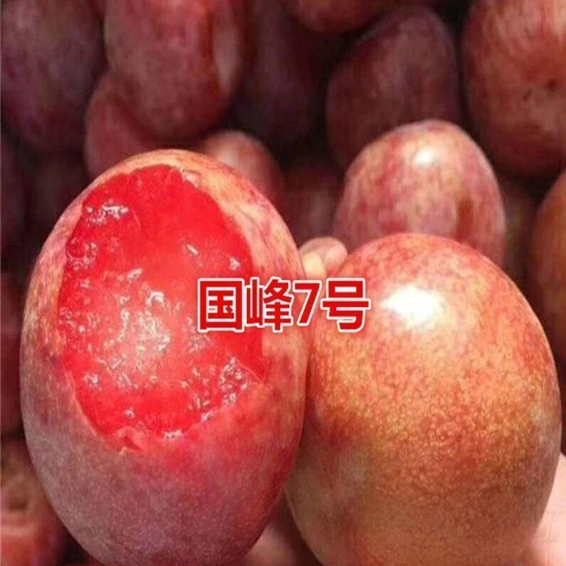 国峰7号李子树苗+新品种嫁接国丰七号李子苗+南北方种植+当年结果