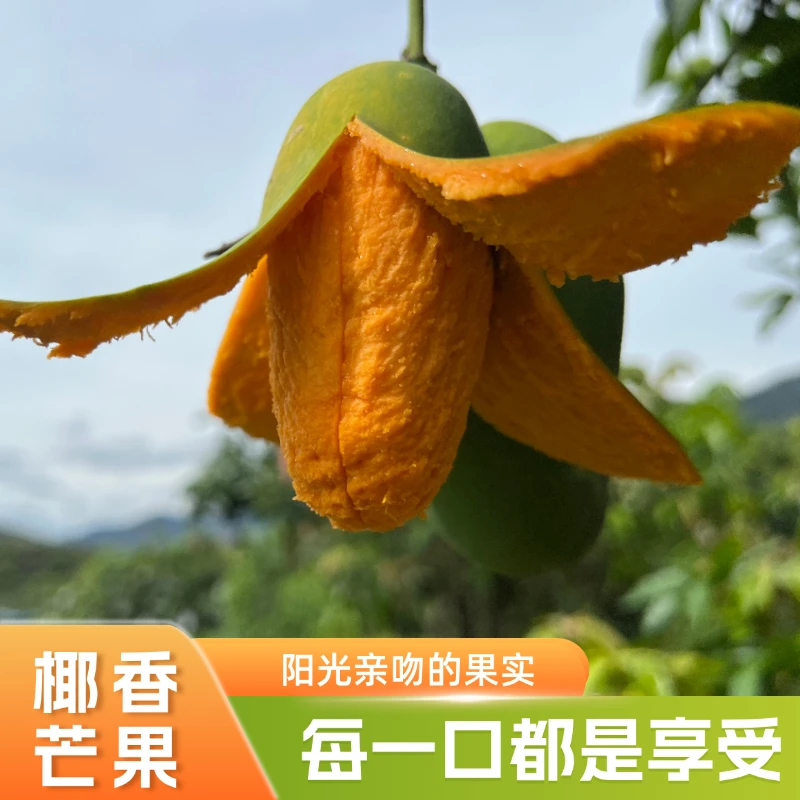 攀枝花椰香芒果新鲜采摘产地直发椰奶香芒果甜