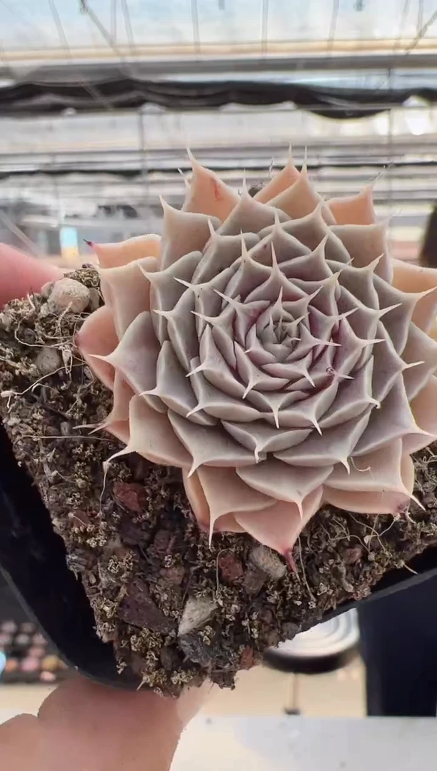 【闪购商品】新款多肉-98