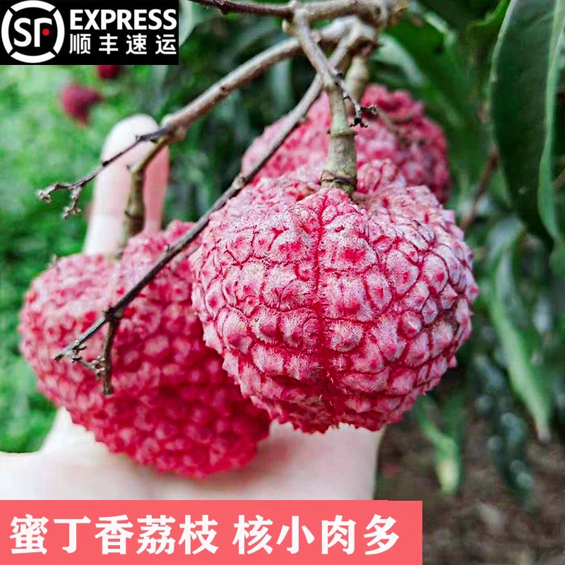 次日达 新鲜荔枝王蜜丁香荔枝5斤现摘现发大丁香荔枝小核荔枝王3斤福建省