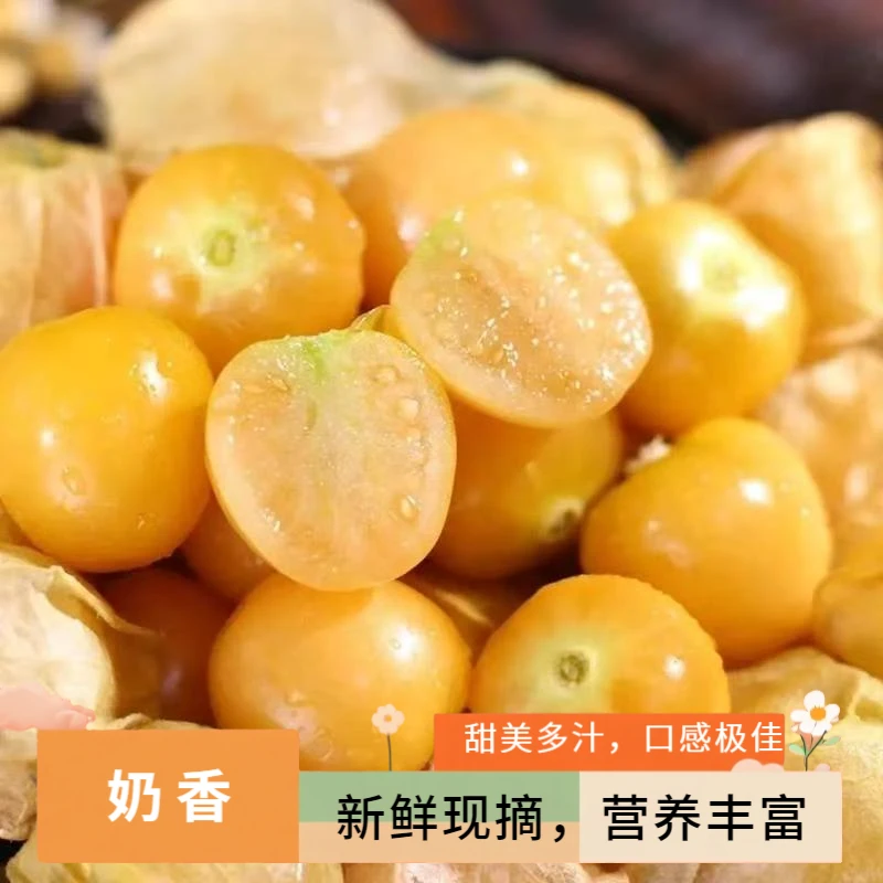 【纯甜】现摘东北菇娘果新鲜菇娘果精选灯笼果姑娘果黄金果菇娘果