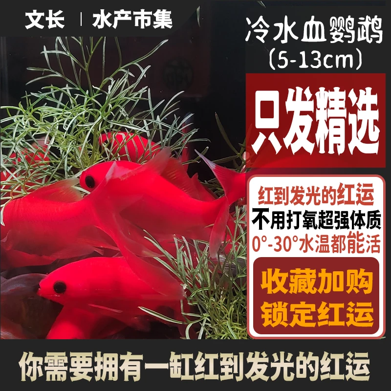新手中国红冷水鹦鹉鱼冷水鱼纯种红鱼葡萄眼招财鱼皮实耐养小鱼喵