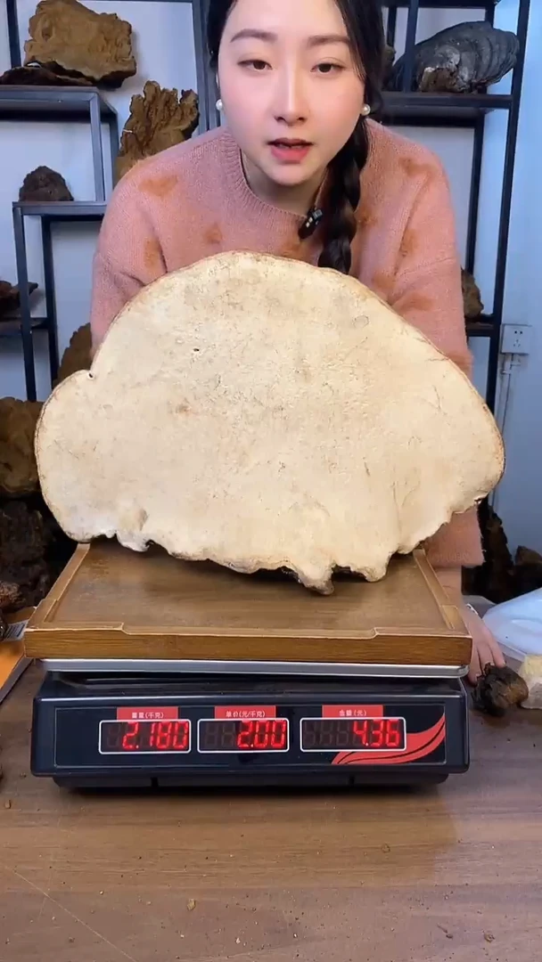 藏区野生红缘层孔菌 4.35斤