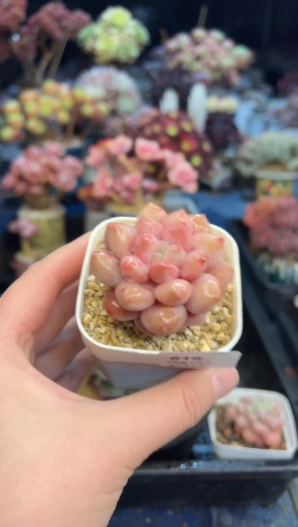 【闪购商品】616不带盆