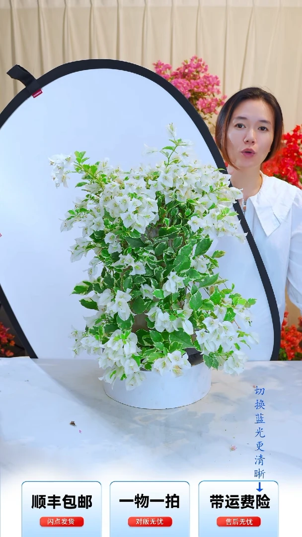 大部分开放少量花苞银边白雪