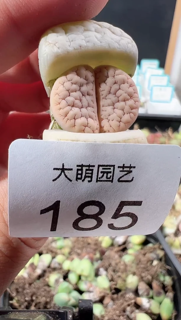 【闪购商品】+++++185