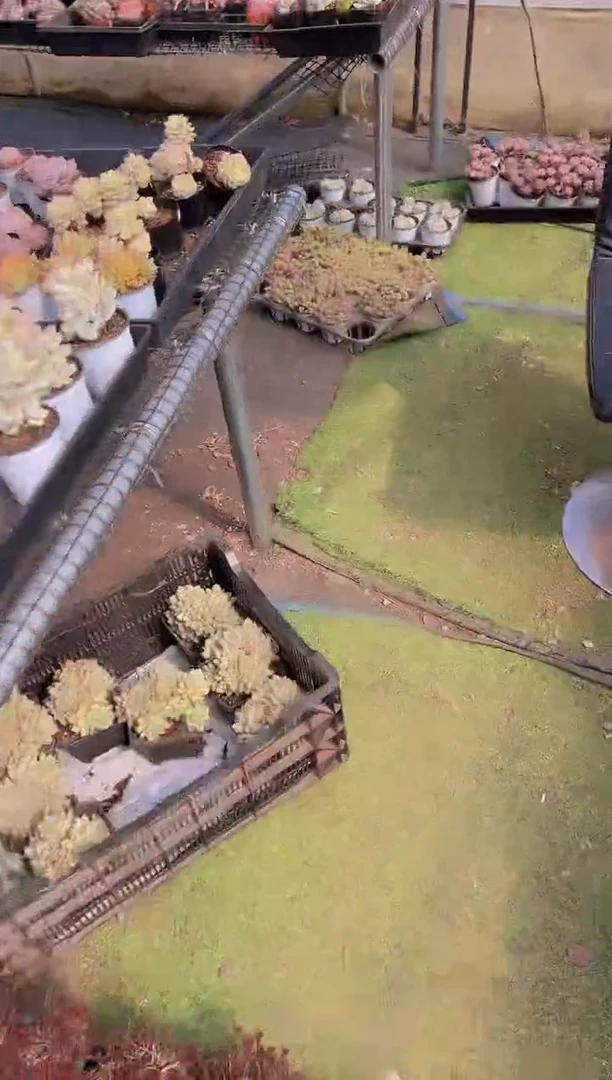 【闪购商品】信福多肉一物一拍