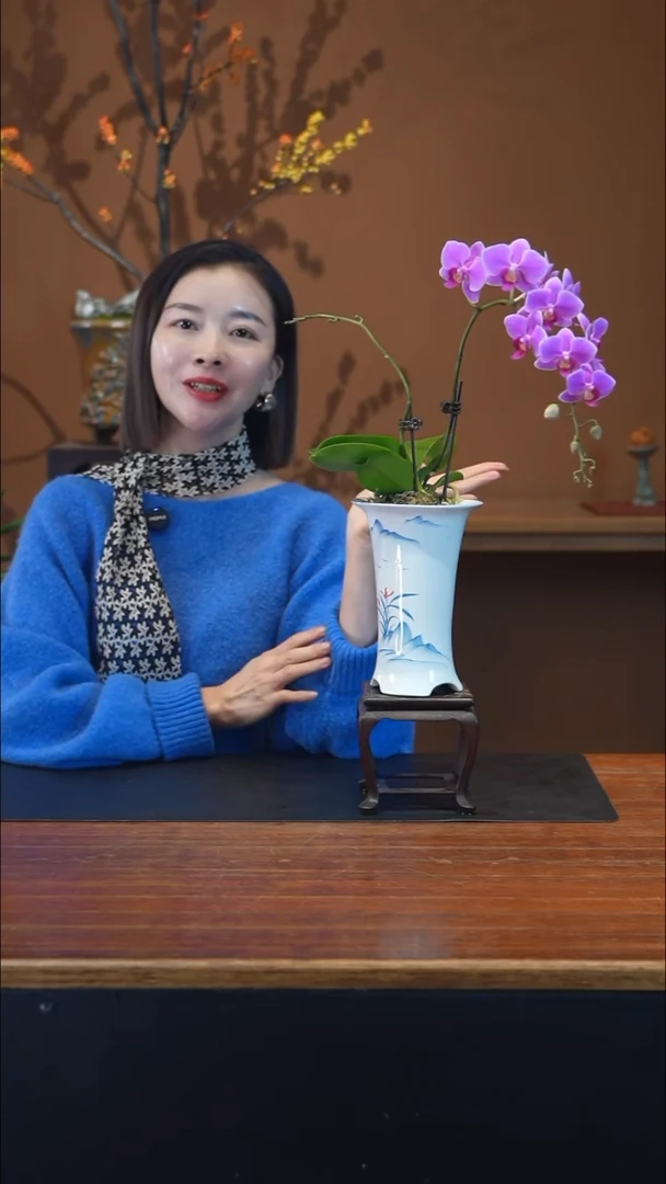 全部花朵蝴蝶兰盆景盆景