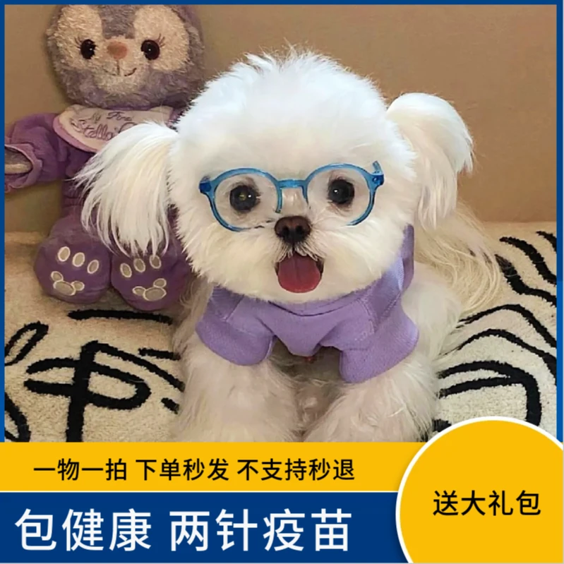 直播间一物一拍下单秒发不支持下单秒退货各种狗狗通用链接