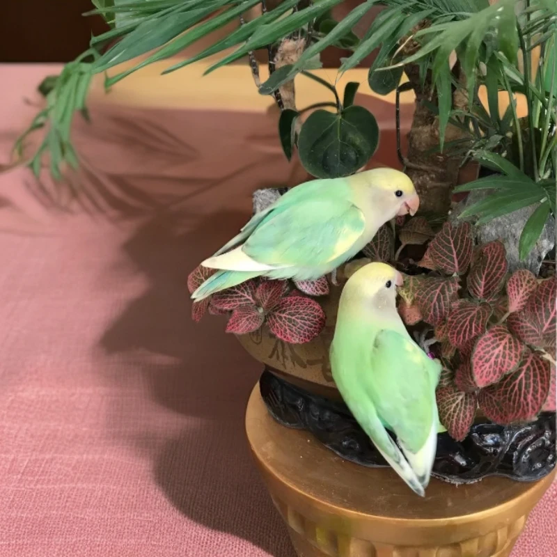 亲人雏鸟喂养金顶牡丹母鸟白面牡丹家养温顺小鹦鹉多少钱一只