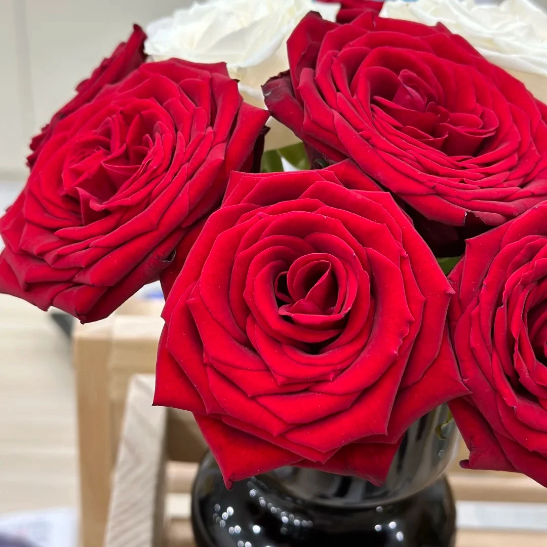 【云南鲜花】单头（红衣美人）玫瑰 1单普通包邮，2单以上顺丰冷链