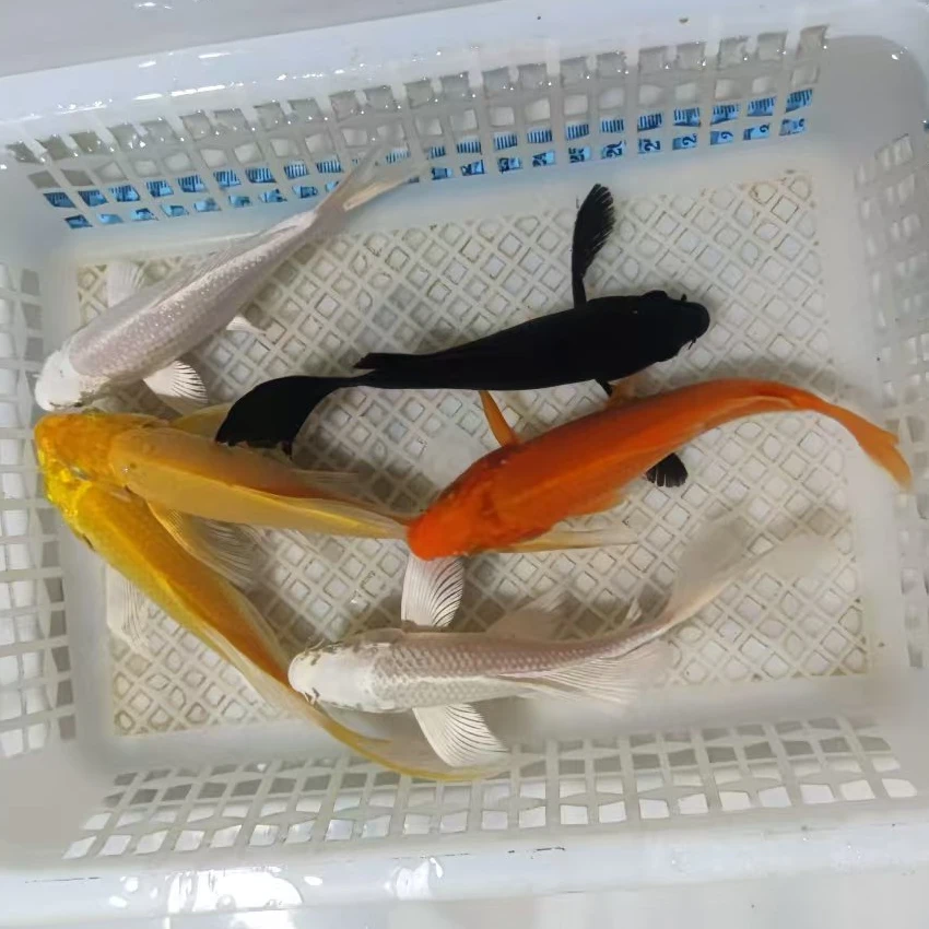 冷水锦鲤光赏鱼 [一物一拍]  包邮