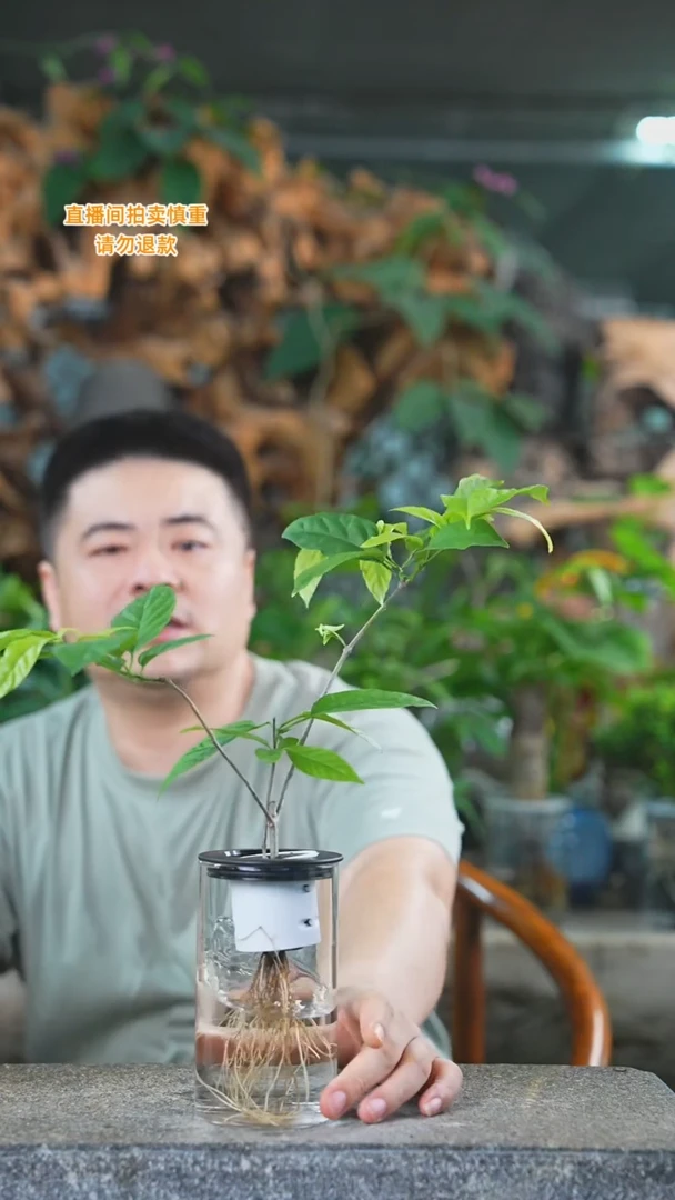 当前无花栽培后可以开花垂丝茉莉499+