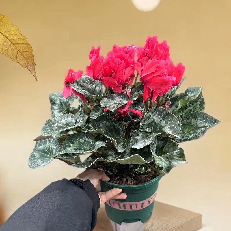 【胖胖】巨型（皱边中国红）1.5加仑一代大花仙客来带花带花苞发货