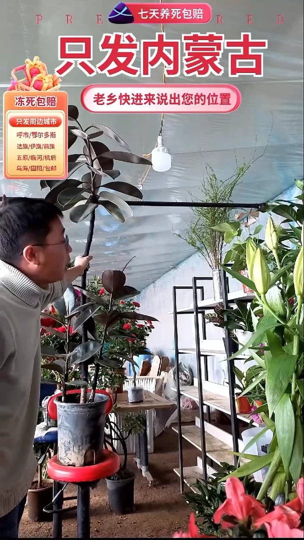 完全开放造型黑金刚送盆