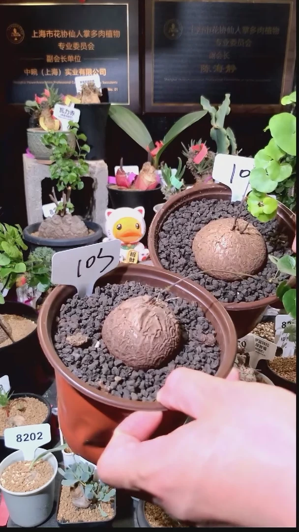 103号1229福利南非龟甲龙买一送一