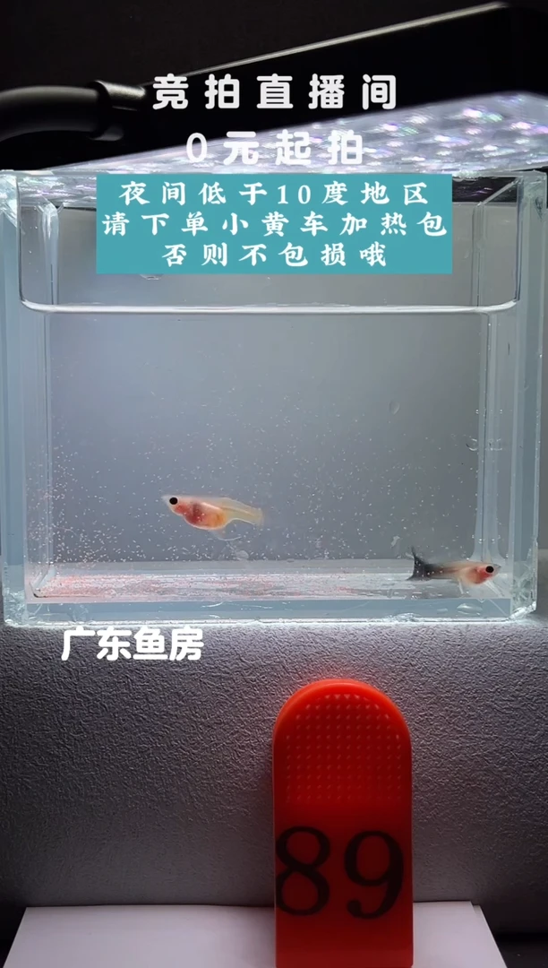 孔雀鱼超透C玻璃猫短体一对编号89