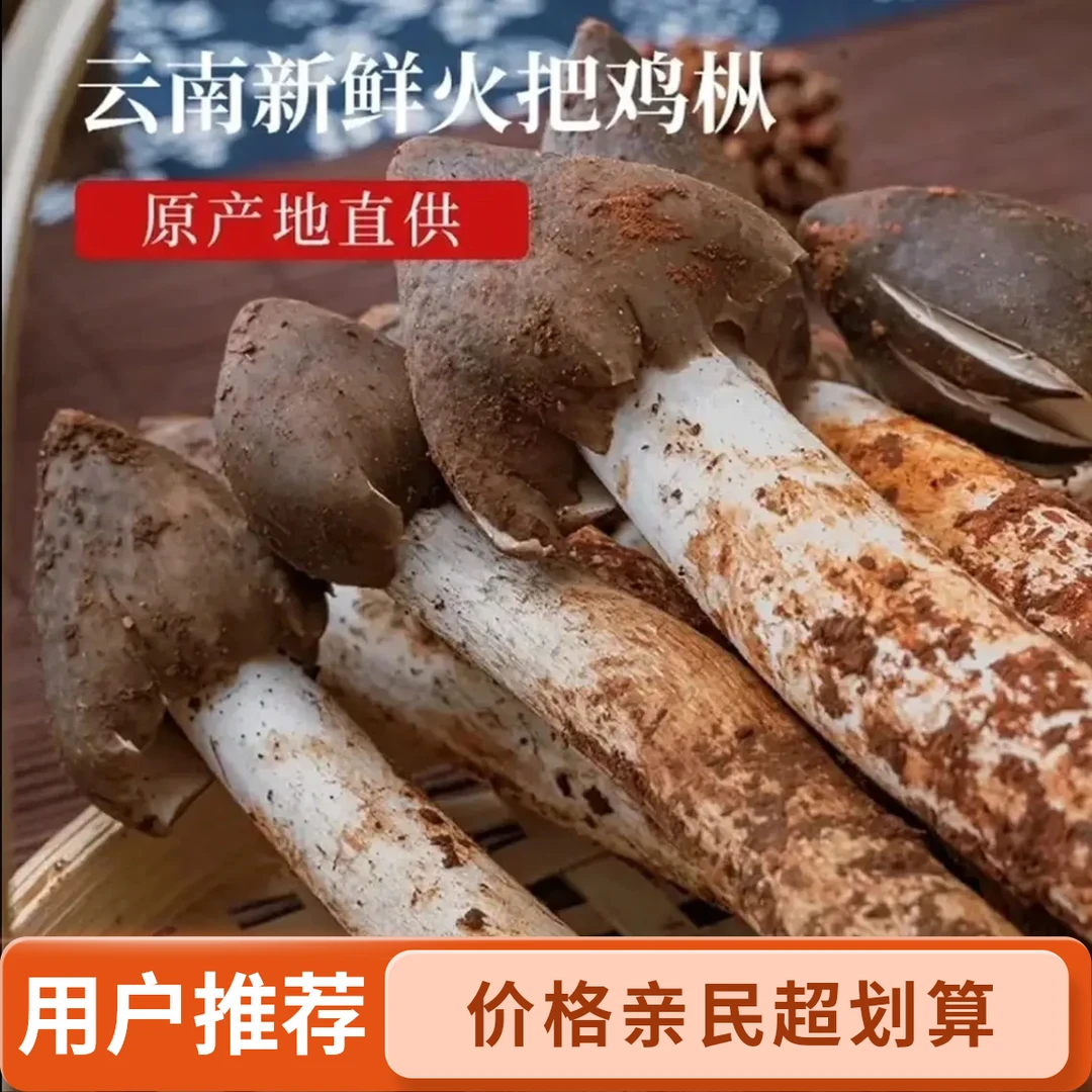 鸡枞菌云南新鲜野生鸡枞菌当季顺丰空运
