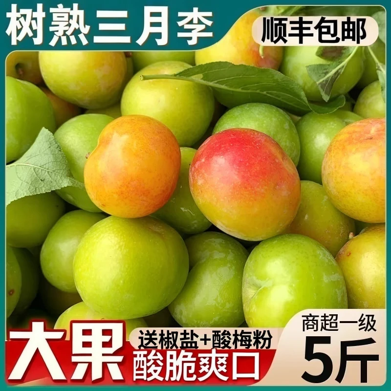 （顺丰次日达）广东树熟三月李李子新鲜水果酸脆5斤