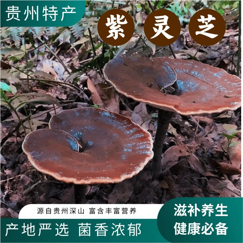 深山紫灵芝整朵滋补贵州黔芝谷天然林下含孢子粉不苦煲汤泡酒煮水