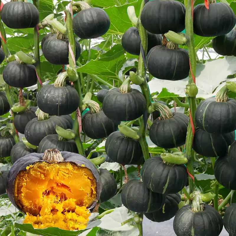 【板栗贝贝南瓜种子】小南瓜粉糯香甜南瓜种子绿板栗南瓜籽春播蔬菜