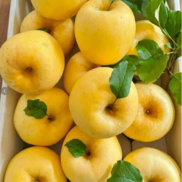 【新果上市】天然带果绣纹正宗烟台奶油富士苹果脆甜多汁强烈推荐