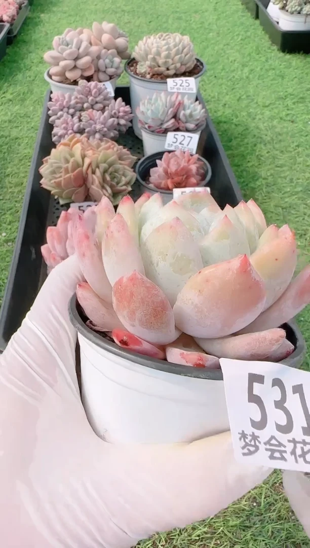 【闪购商品】梦会多肉一物一拍