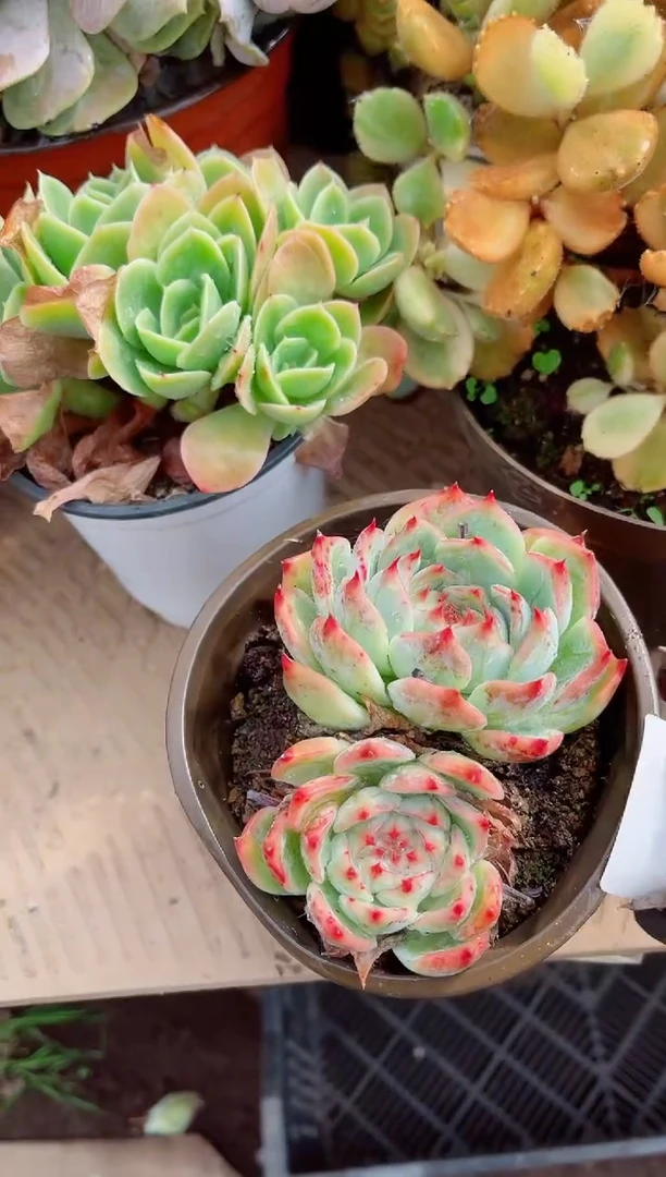 小****.多肉植物一物一拍17128