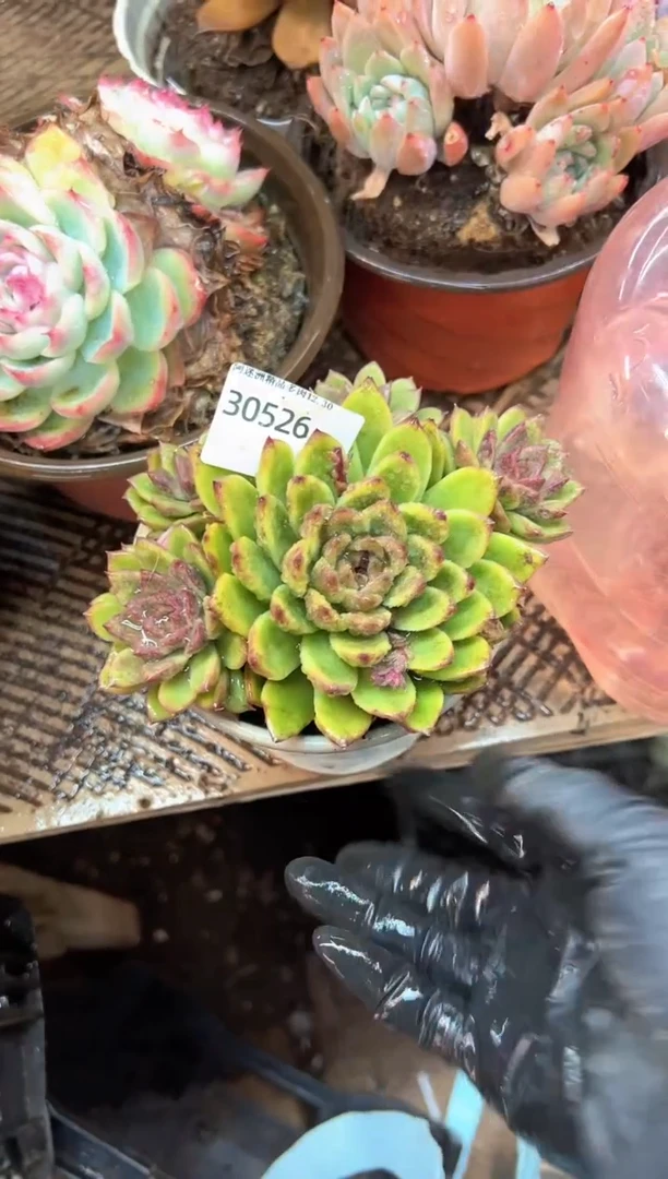 l****灯多肉植物一物一拍30526
