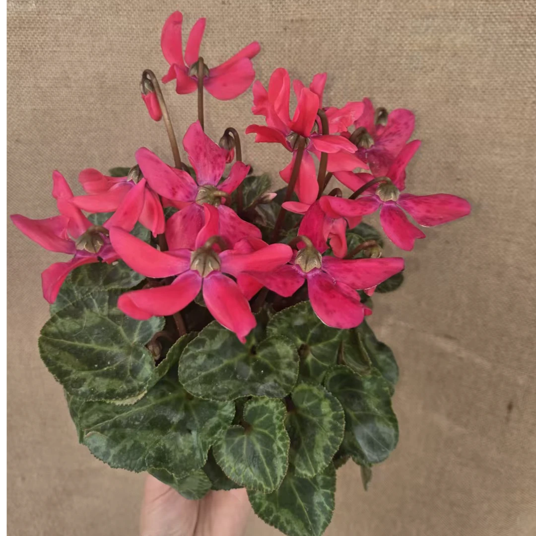 青州市花（铃铛）仙客来