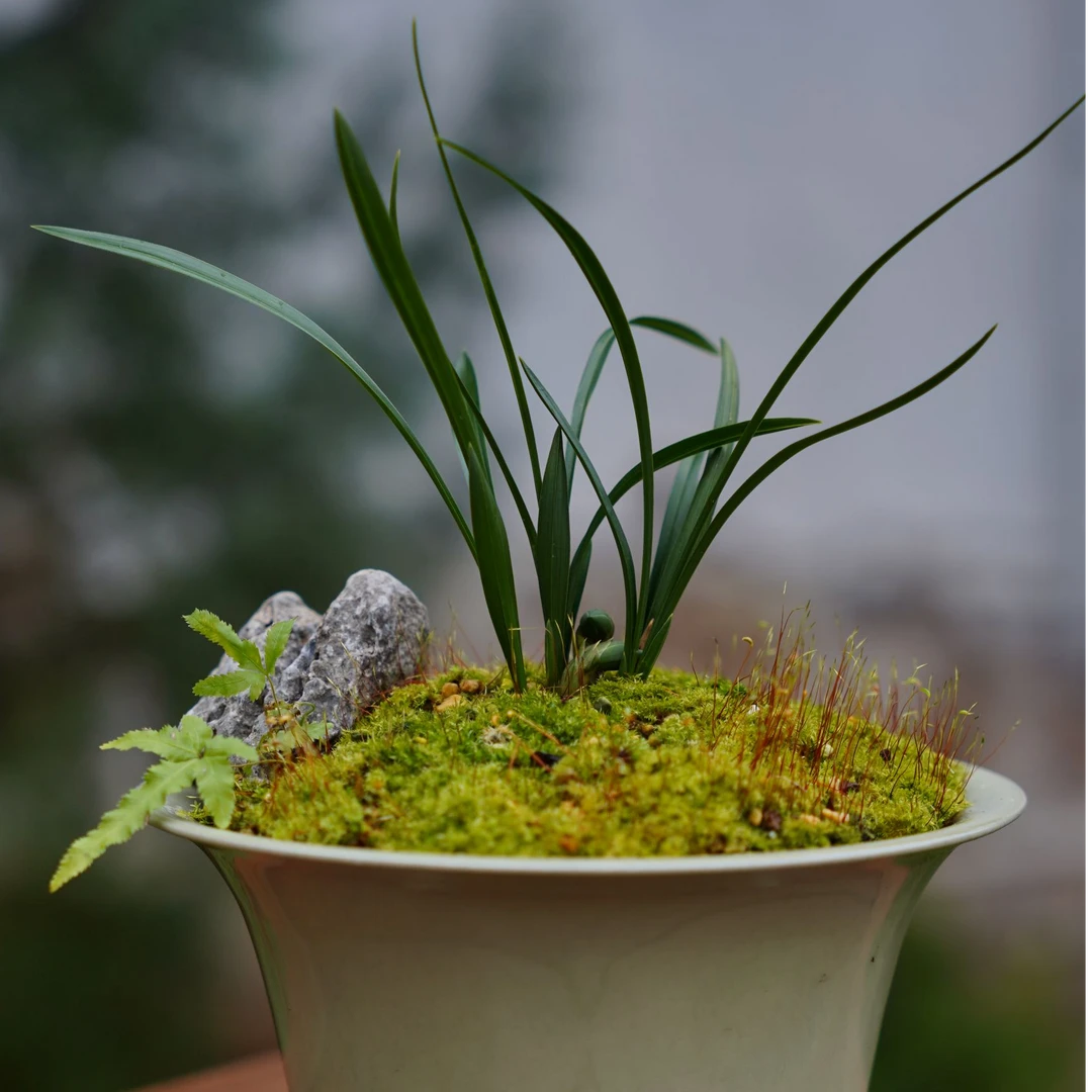 翠盖荷 春兰经典铭品开花清香好养矮种正格荷瓣