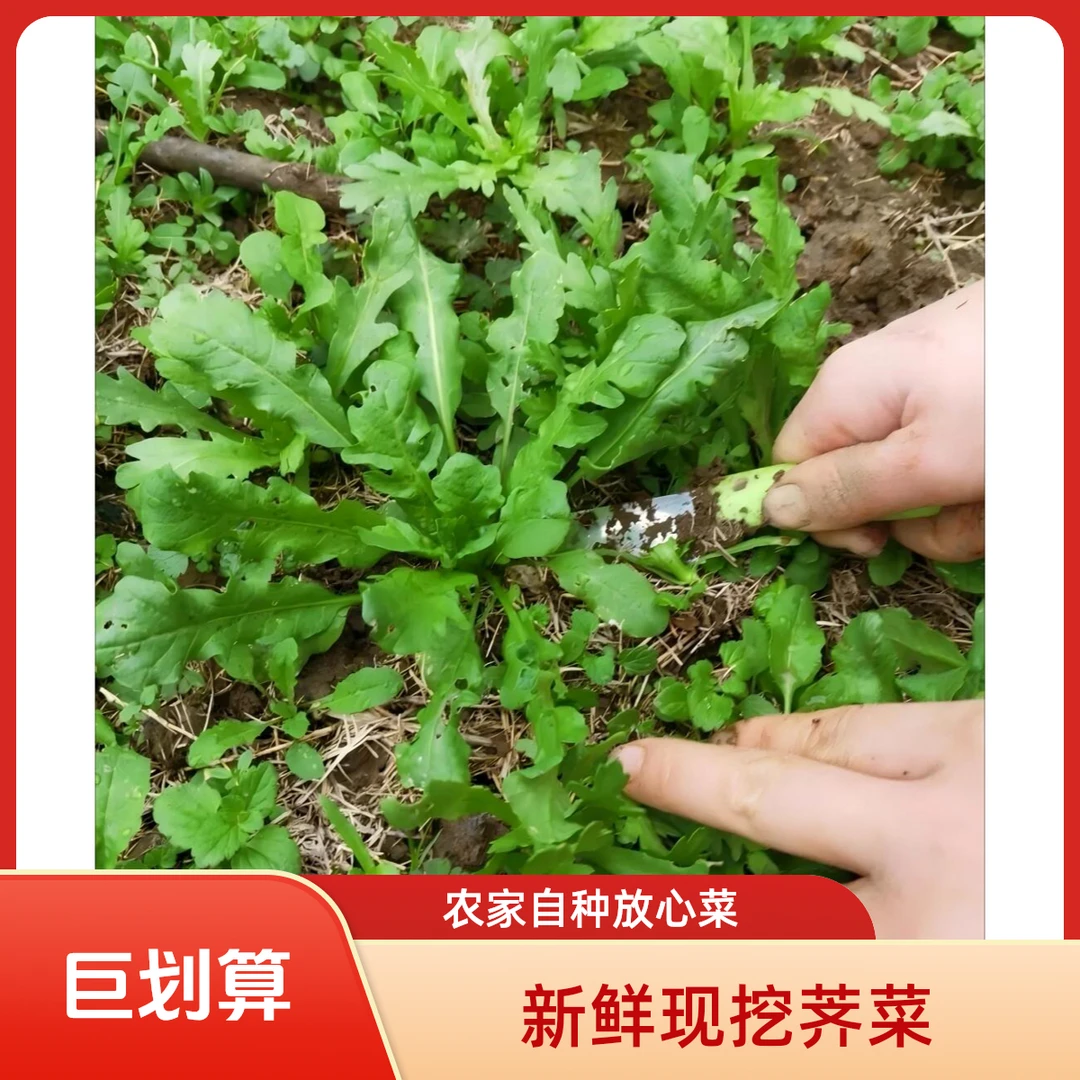 【顺丰包邮】苏北农家露天新鲜荠菜头茬嫩荠菜自然生长野荠菜