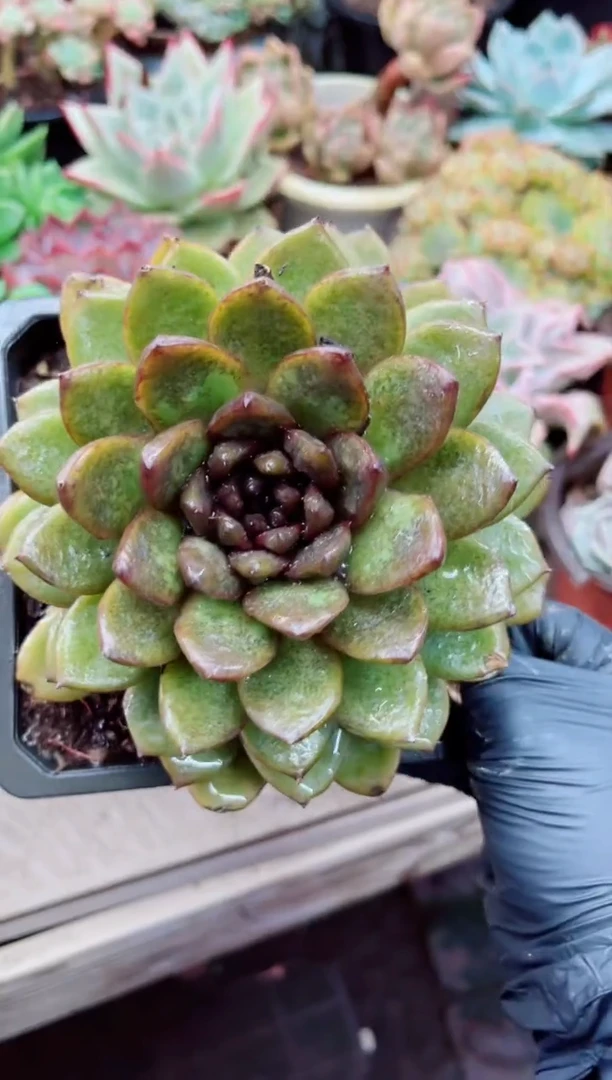?****?10024多肉植物一物一拍