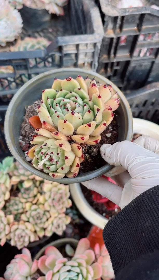 【闪购商品】06219