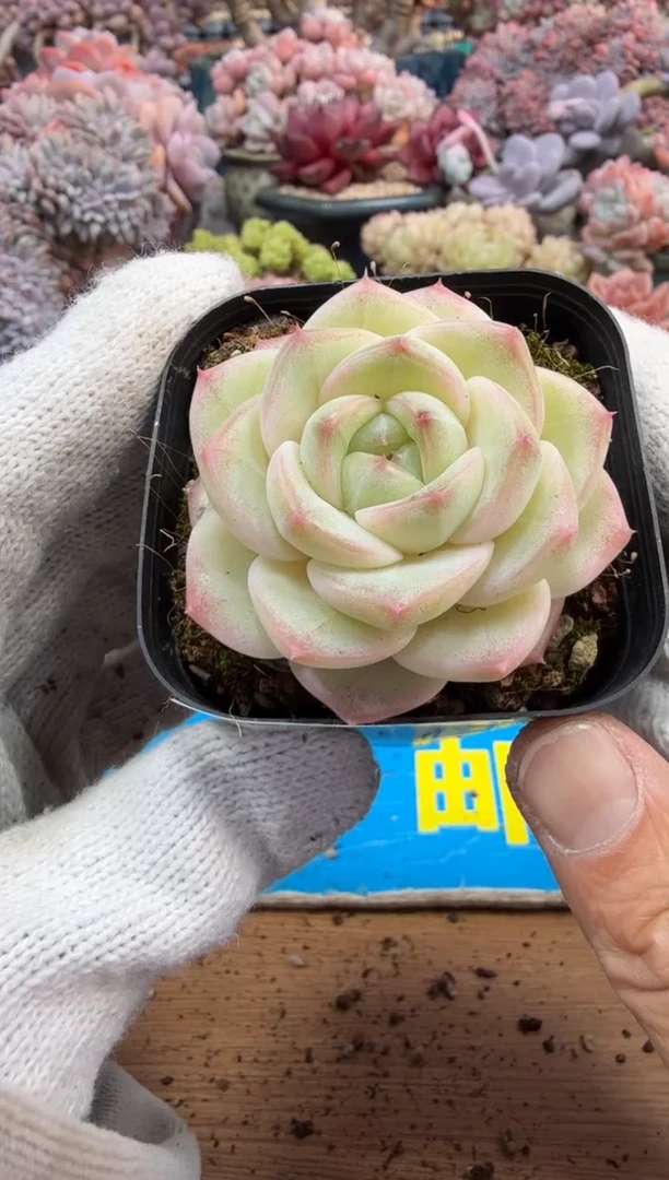 东云多肉园三号店-222