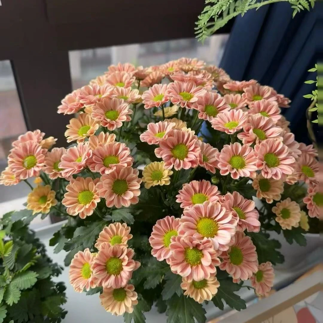 玲珑小菊花盆栽颜值高花期长多年生耐晒庭院阳台新手易养护爆花强