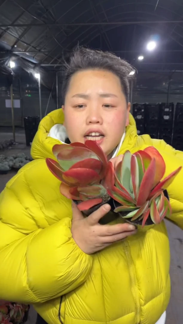 【闪购商品】48-唐印2颗5.8