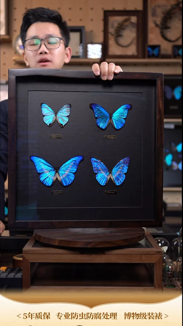 四大美蝶组合标本摆件