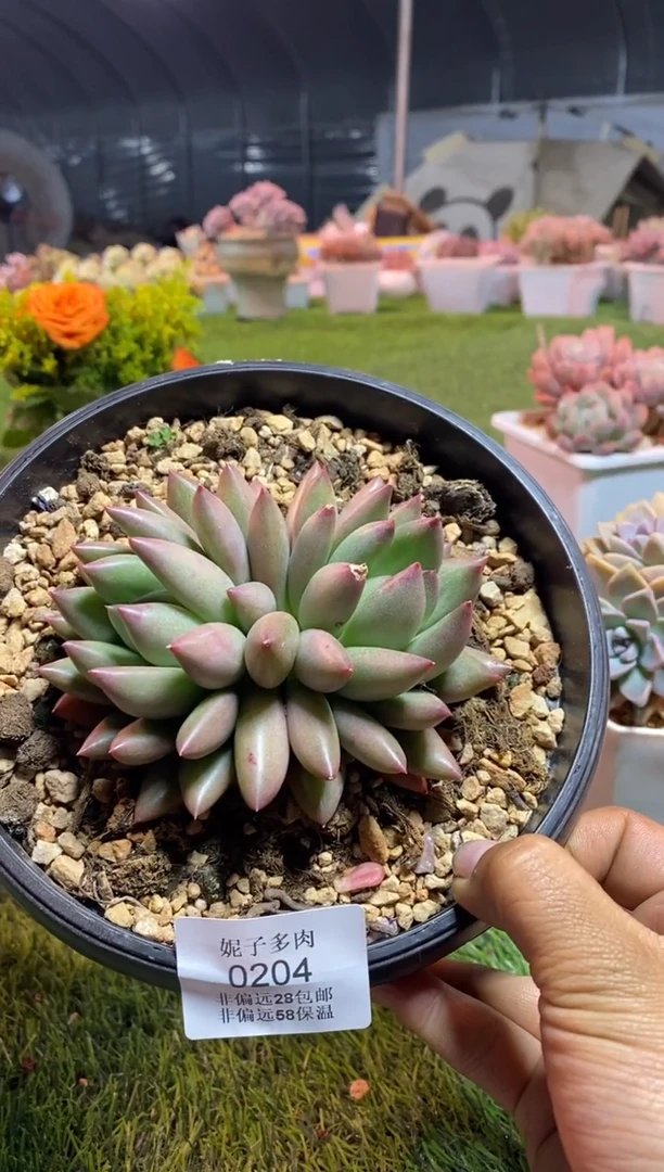 【闪购商品】0204a