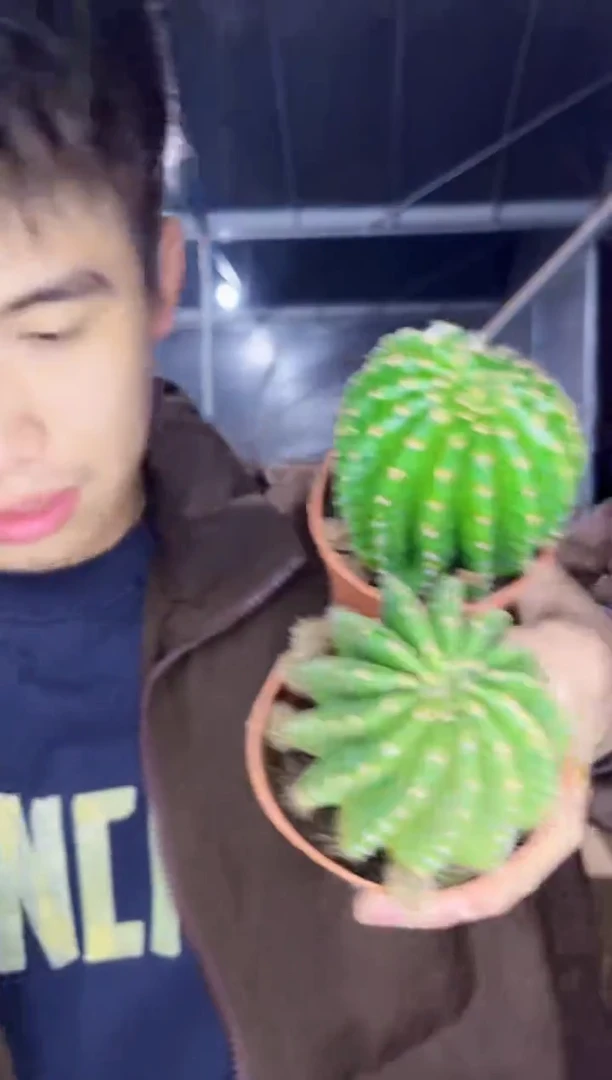 【闪购商品】2颗 浓桃筋 6-8cm