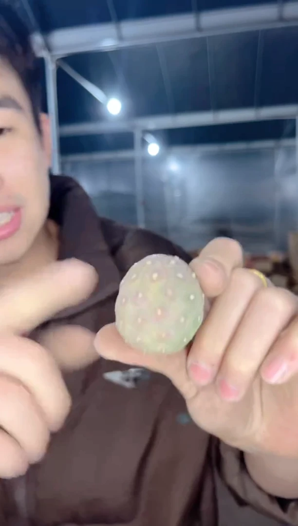 【闪购商品】习志野【无根】2-4cm