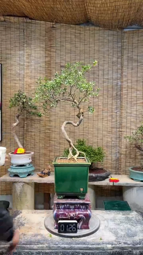 【闪购商品】栀子花 盆景