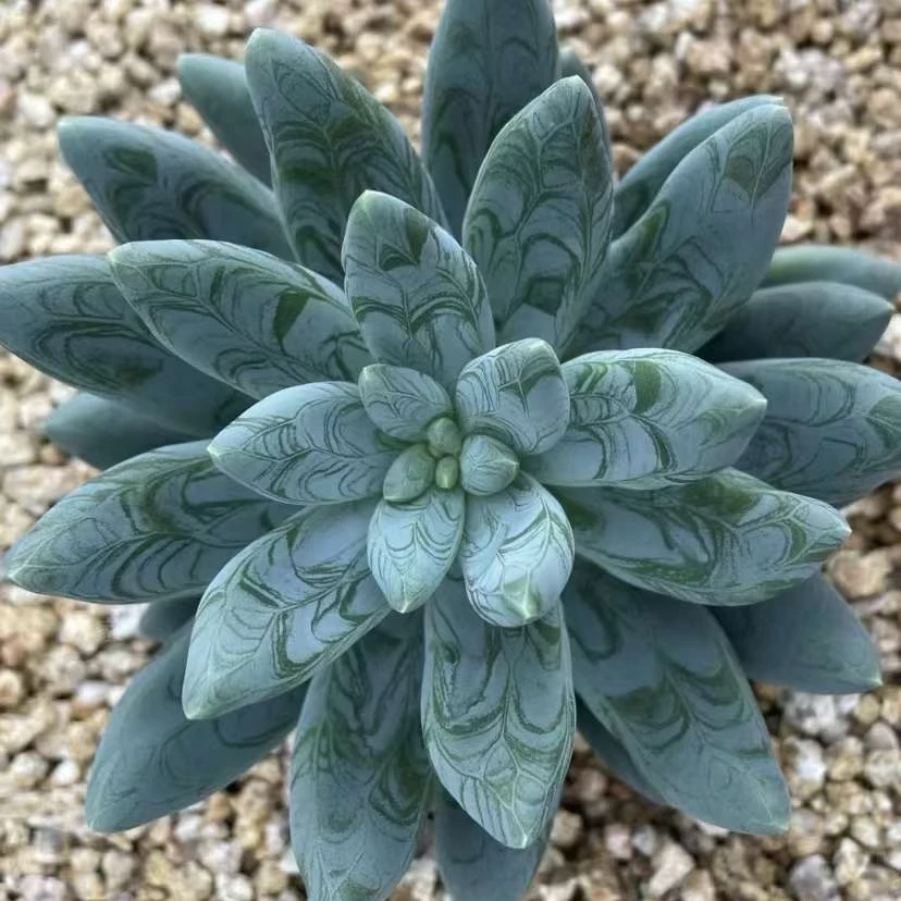 三娃与多肉精品一物一拍玉缀多肉马库斯多肉植物植物多肉多肉盆栽