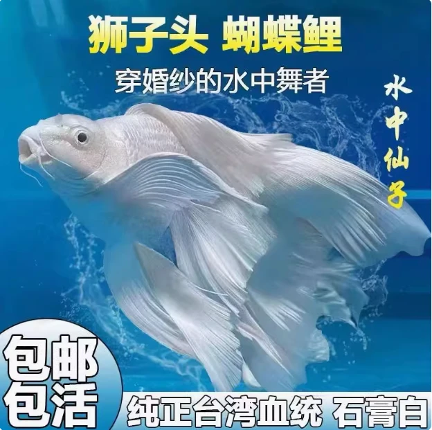 水中仙子 精品短身球体蝴蝶鲤 冷热适宜 活体观赏鱼 球体需备注