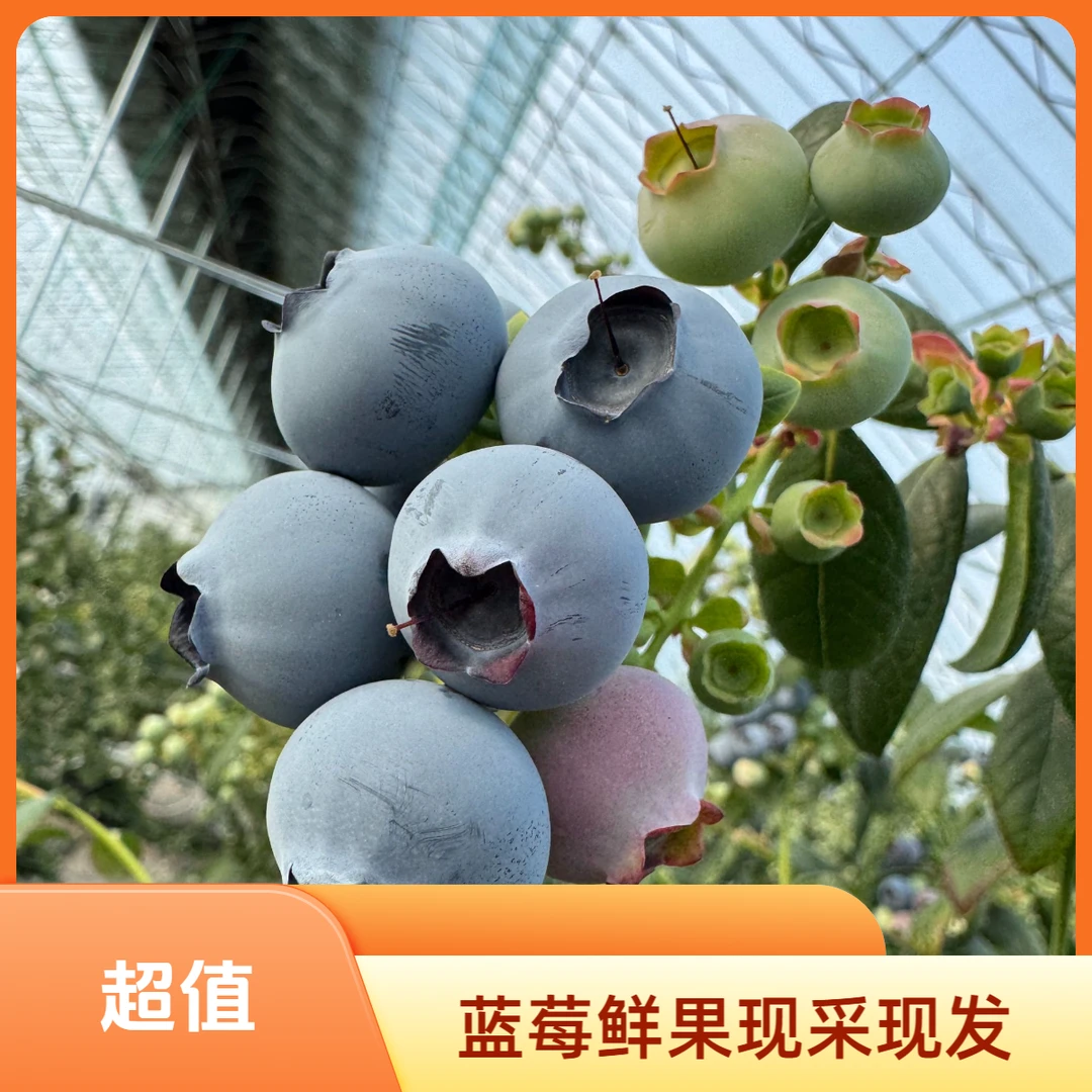 【叶子专属】【甘甜】正宗丹东头茬蓝莓净重400克【4盒装】 10-24mm顺丰包邮新鲜辽宁省