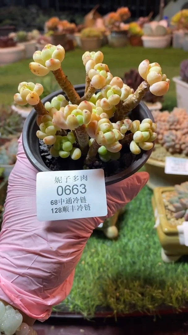 0663（满28包邮发货）