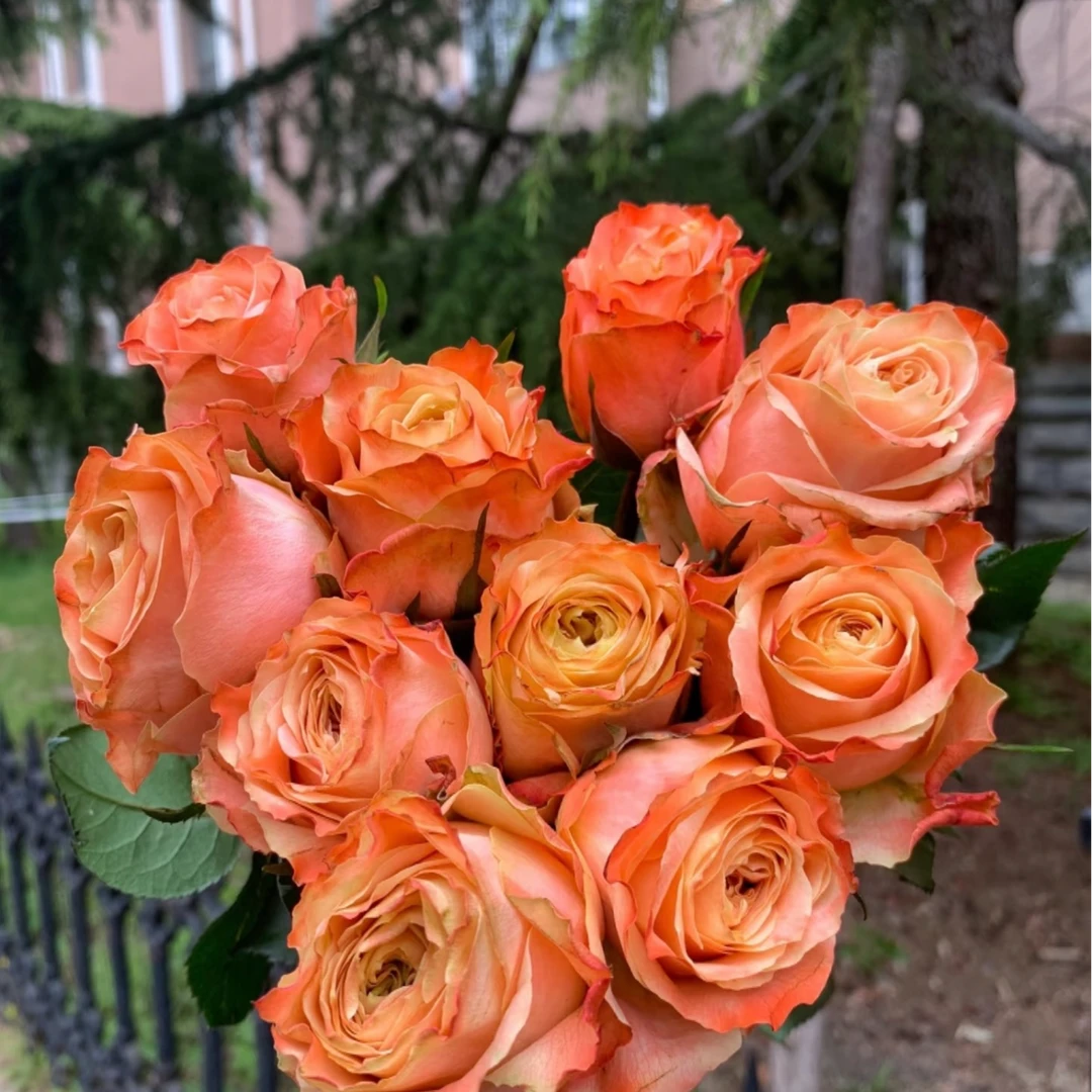 【方可桃】灌木月季变色卷复古色多季开花阳台庭院种植