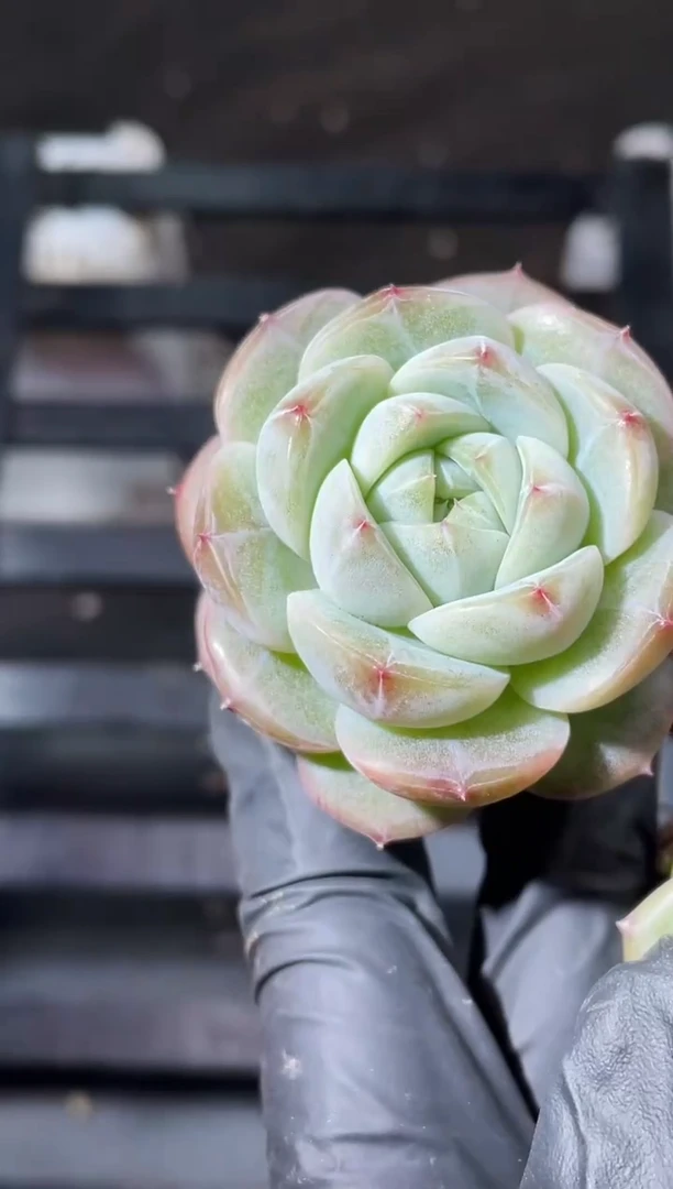 18-46魂环3-4厘米量拍发一颗