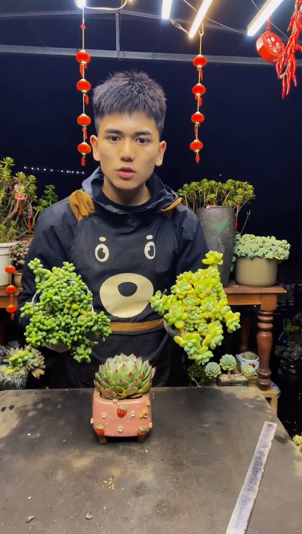 小劳尔+吉娃娃+绿龟卵+叮当锦